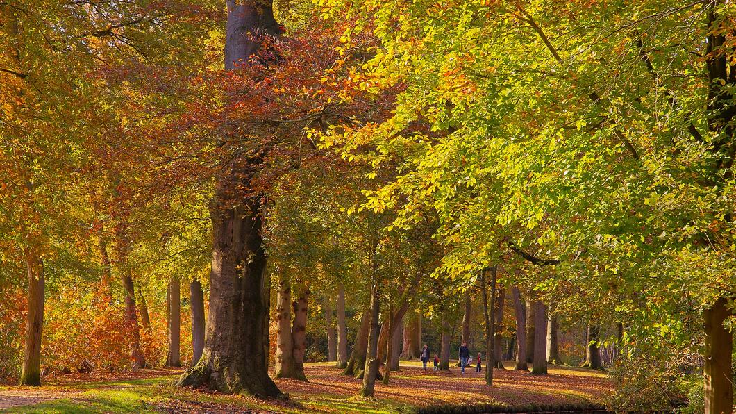 Herfstbomen in het Koningin Emmapark te Baarn
